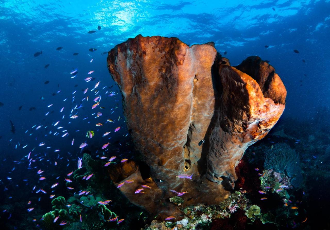 Sanctum Una Una Eco Dive Resort Pulau Unauna Exterior foto