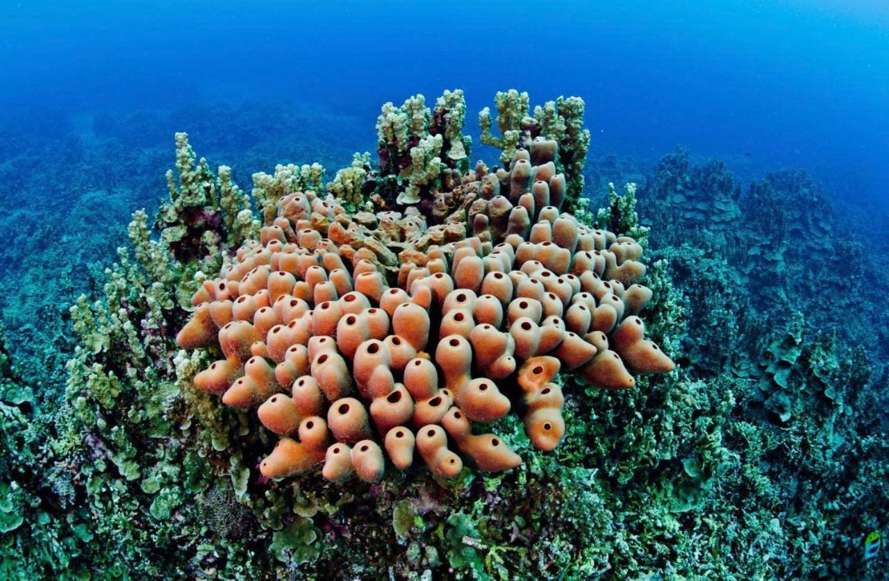 Sanctum Una Una Eco Dive Resort Pulau Unauna Exterior foto