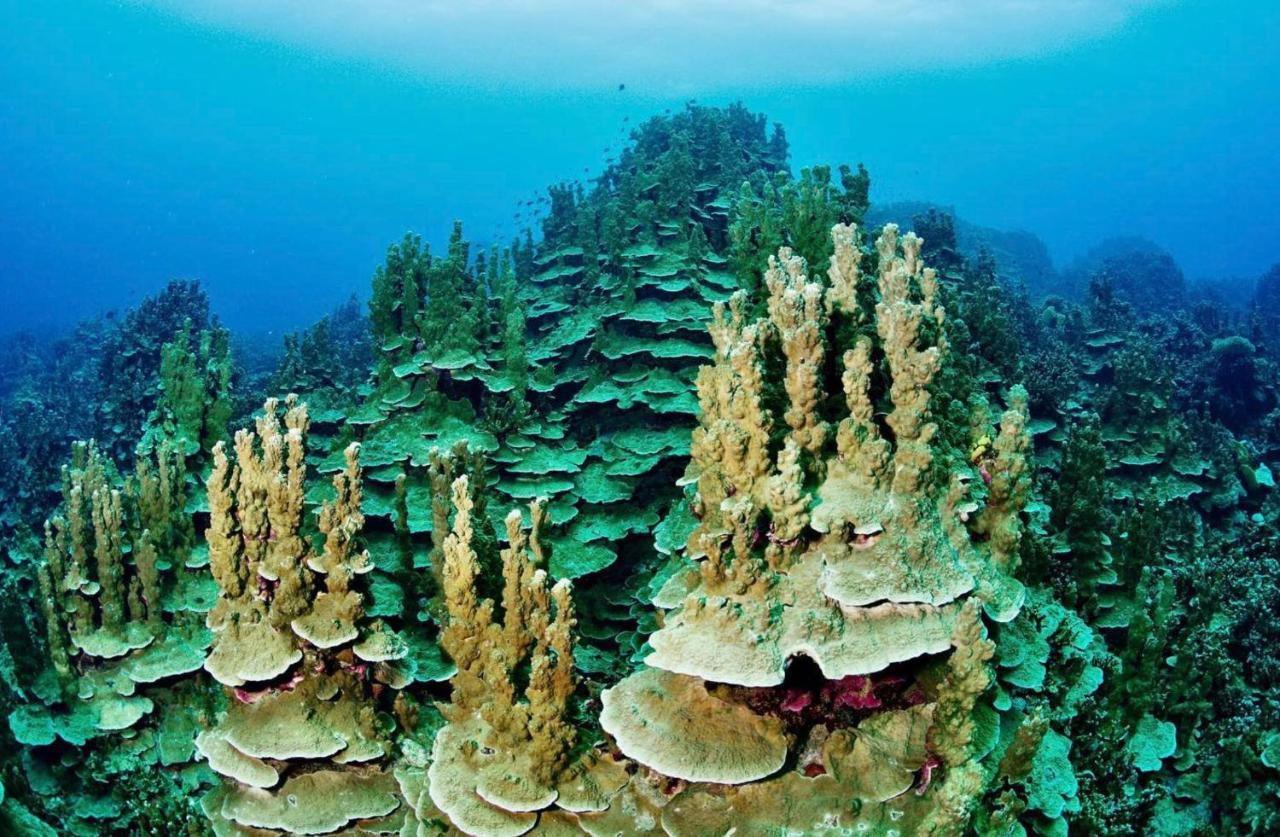 Sanctum Una Una Eco Dive Resort Pulau Unauna Exterior foto