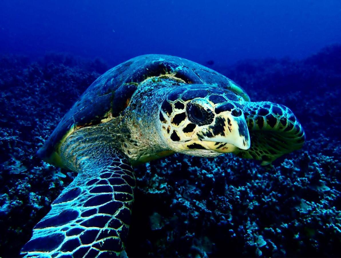 Sanctum Una Una Eco Dive Resort Pulau Unauna Exterior foto
